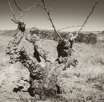 Trunk disease and the threat to old vineyards