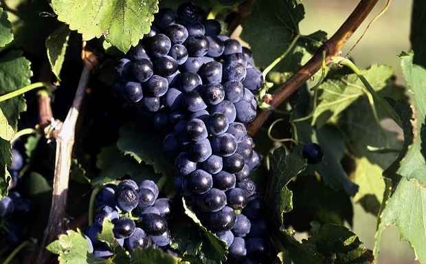 Why Syrah looks set to have a very bright future in South Africa