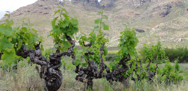 The Swartland Evolves