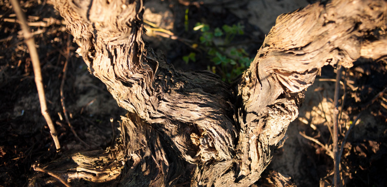 Epigenetics and old vines