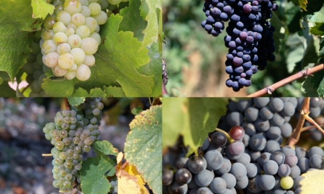 South Africa’s varietal mix