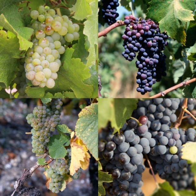 South Africa’s varietal mix News & features Wines of South Africa