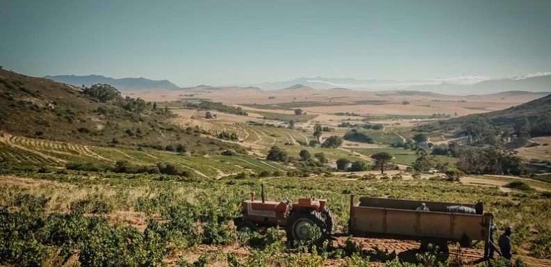Building resilient vineyards