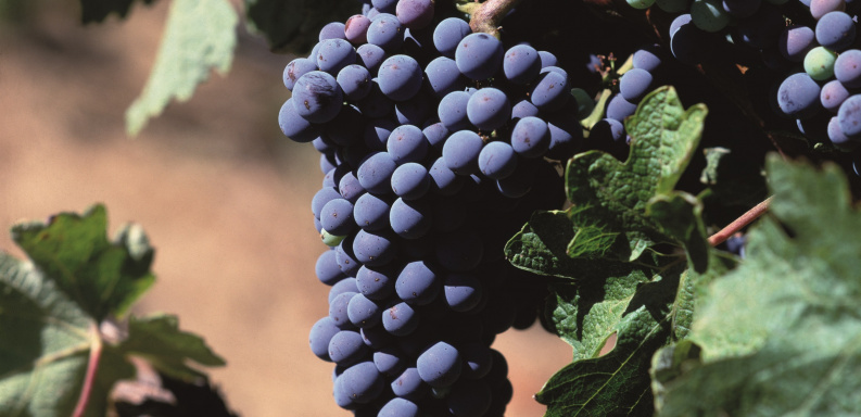 Stellenbosch Cabernet Sauvignon