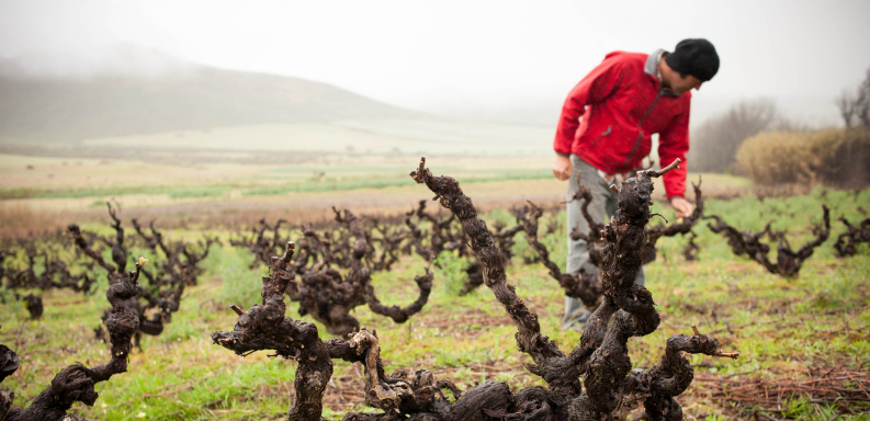 Rescuing old vineyards