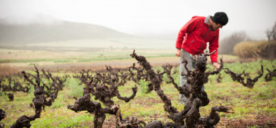 Rescuing old vineyards