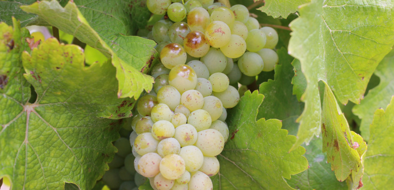 Getting deep into the science of Chenin Blanc clones