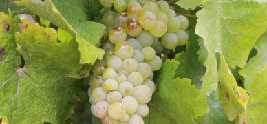 Getting deep into the science of Chenin Blanc clones