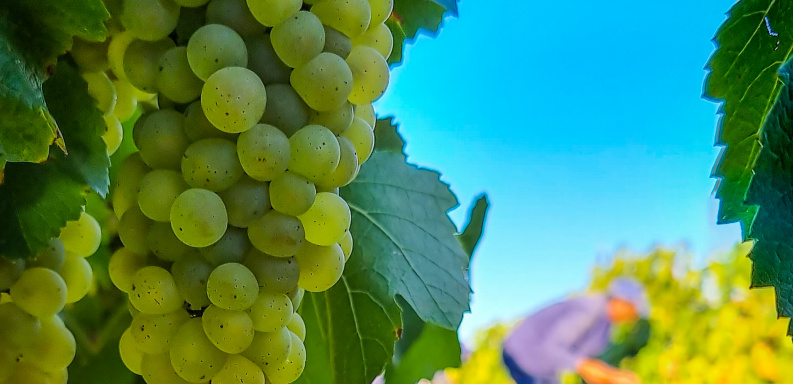 The surprising malleability of Chardonnay