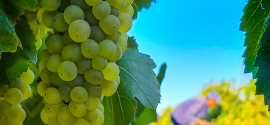 The surprising malleability of Chardonnay