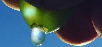 Do we need new grape varieties?