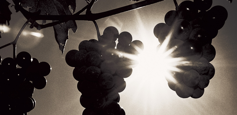 The rise and rise of varietal wine