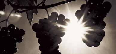 The rise and rise of varietal wine